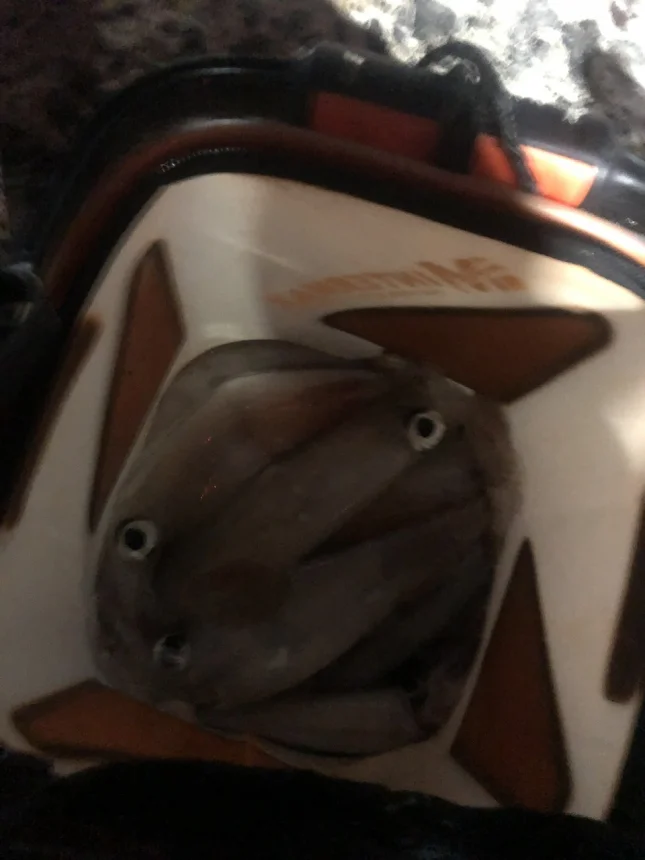 B90391AC-F5F4-48D2-86C9-3A49F5C782C1.jpeg : 소소한 낚시입니다