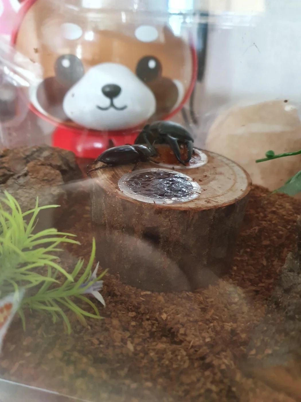 20201128_104121.jpg : 사슴벌레 한쌍..