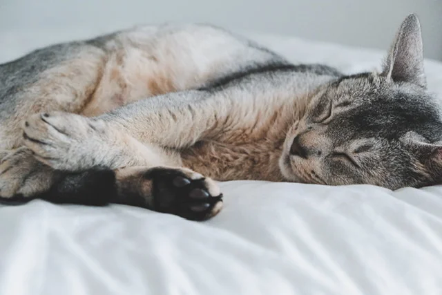 666F9EB8-2FF5-4388-9961-AE6F31BCAE9D.jpeg : 껄룩이 두 마리